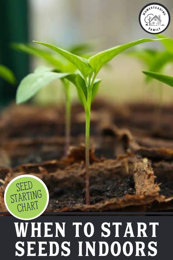 When To Start Seeds Indoors — Homesteading Family