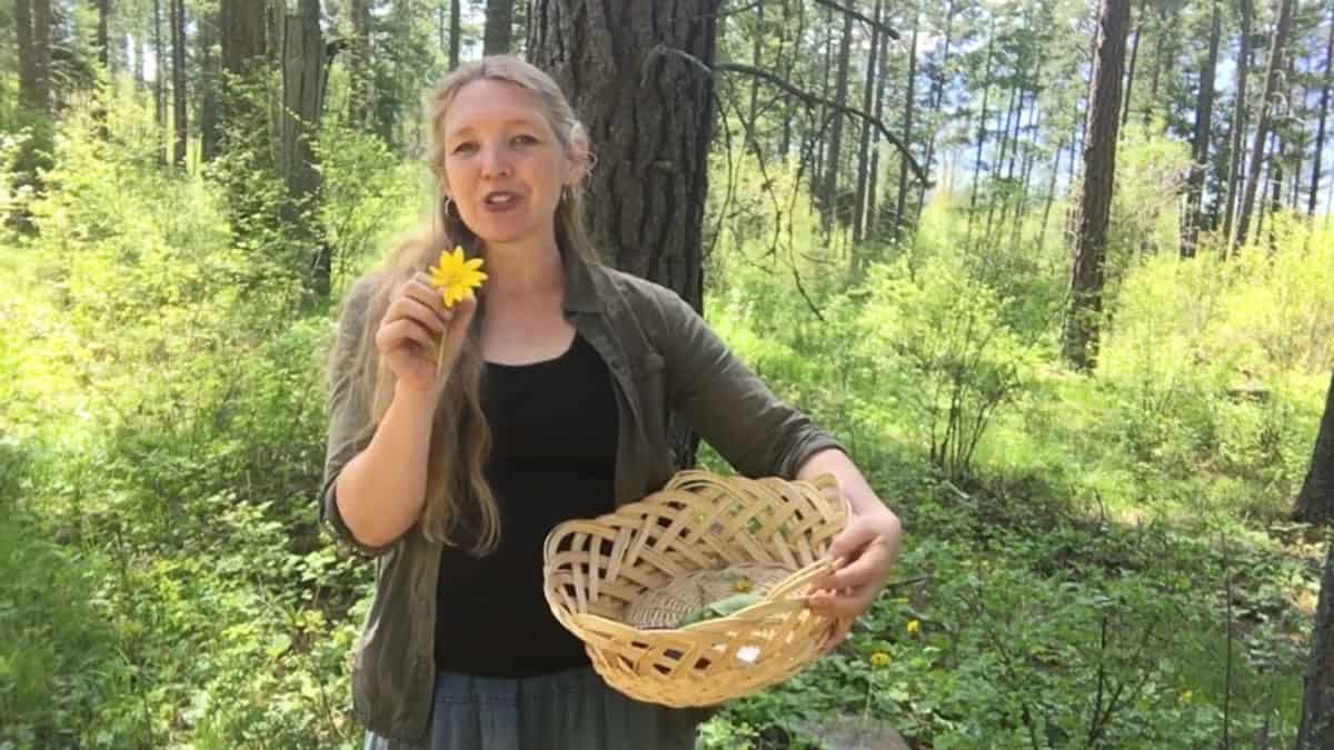 A woman standing in the woods holding a basket in one arm and an arnica flower in the other hand.