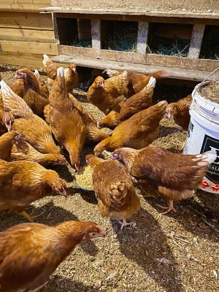 Chickens gathered around a pan of fermented chicken feed.