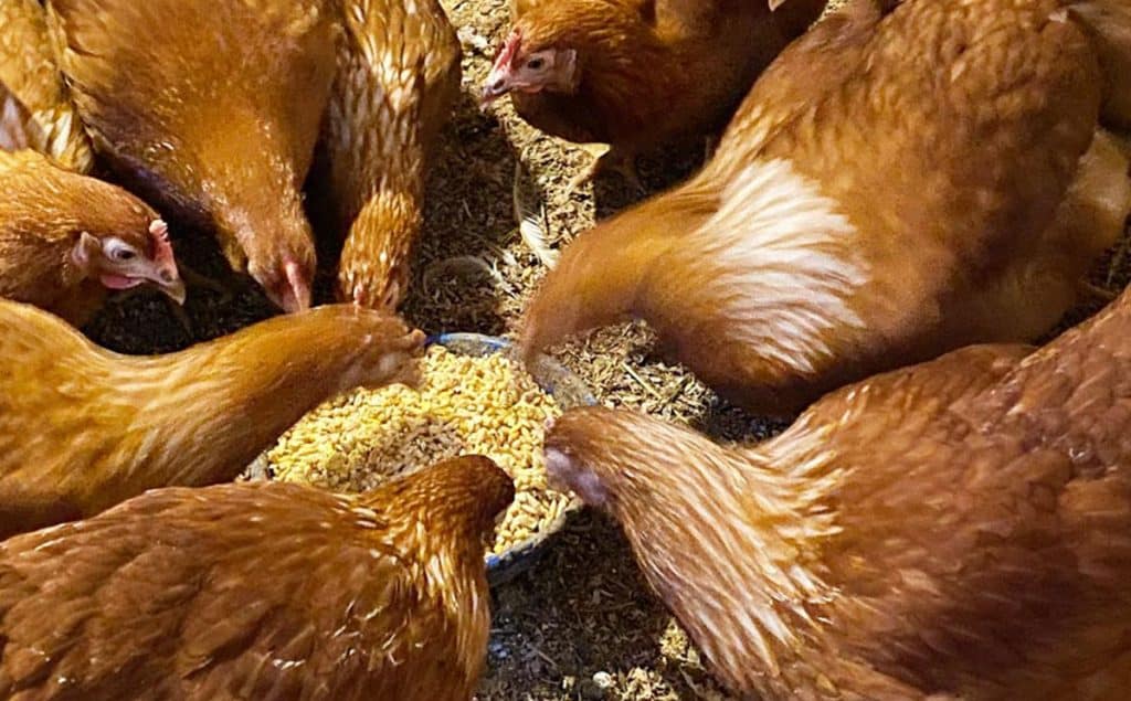 Up close photo of chickens eating fermented chicken feed.