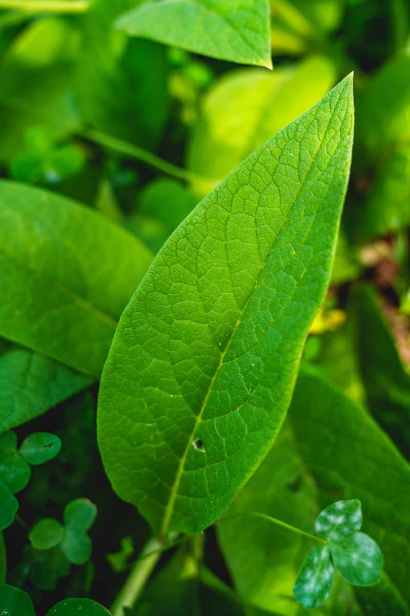 Bone Healing Comfrey Compress — Homesteading Family