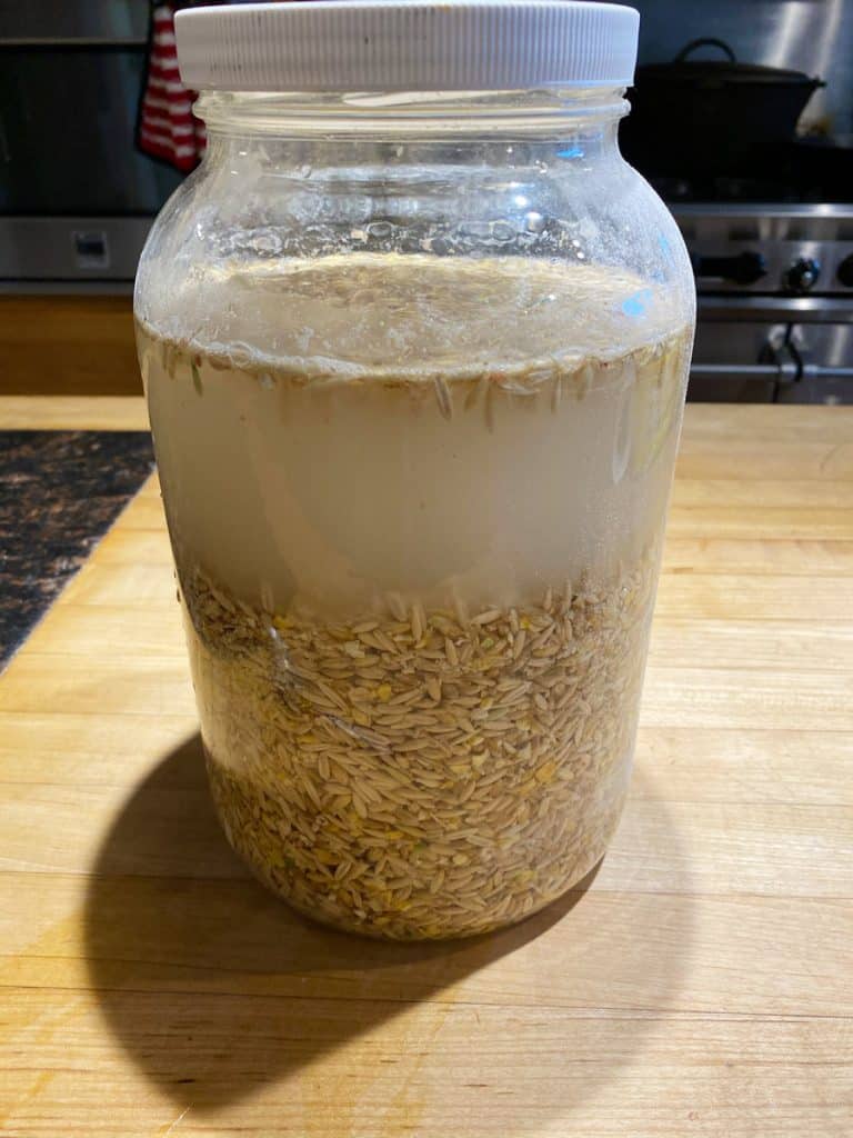 Fermented chicken feed on day one of fermentation in a gallon glass jar.