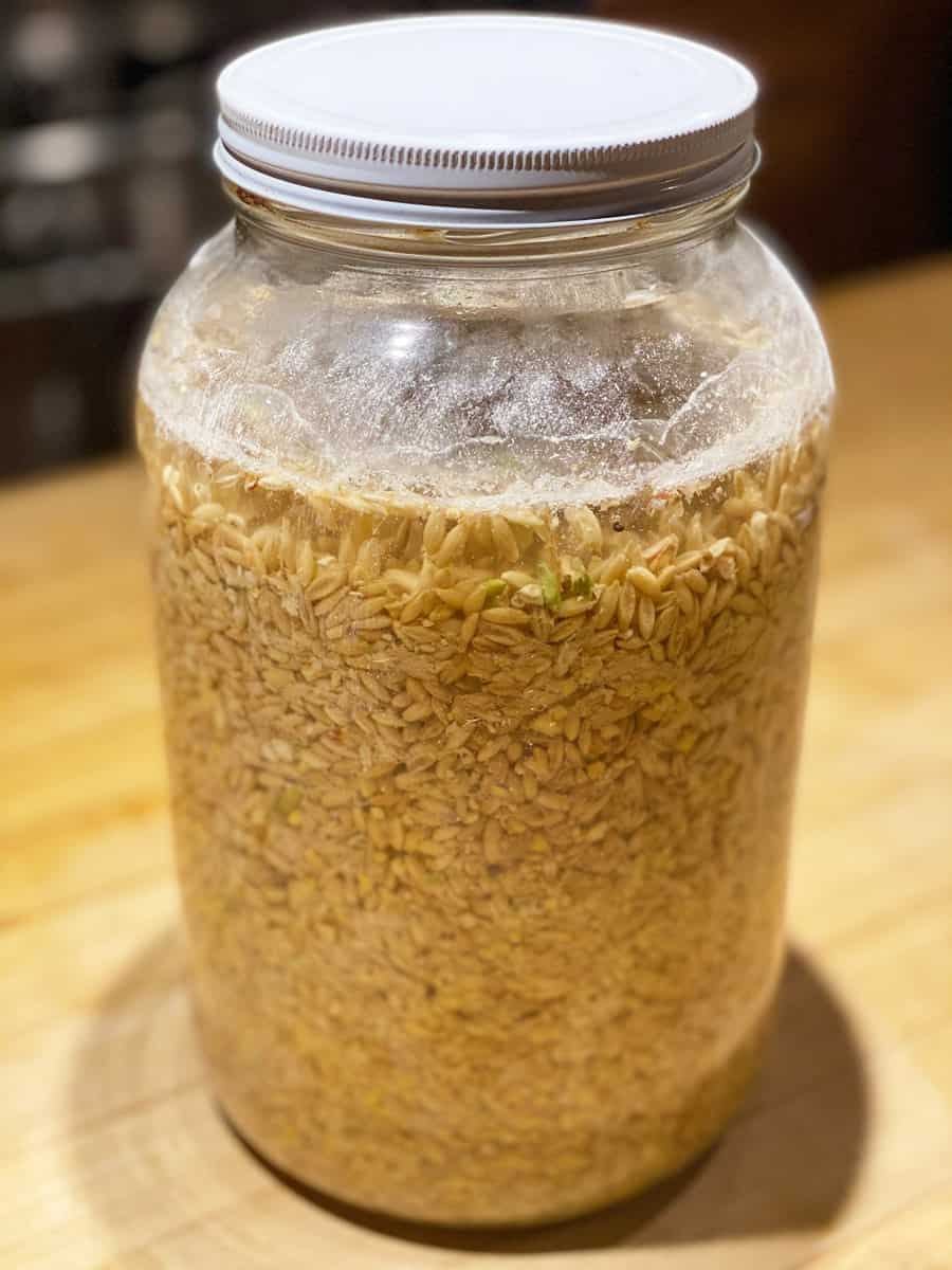 How to Ferment Chicken Feed for Cheaper Healthier Chickens