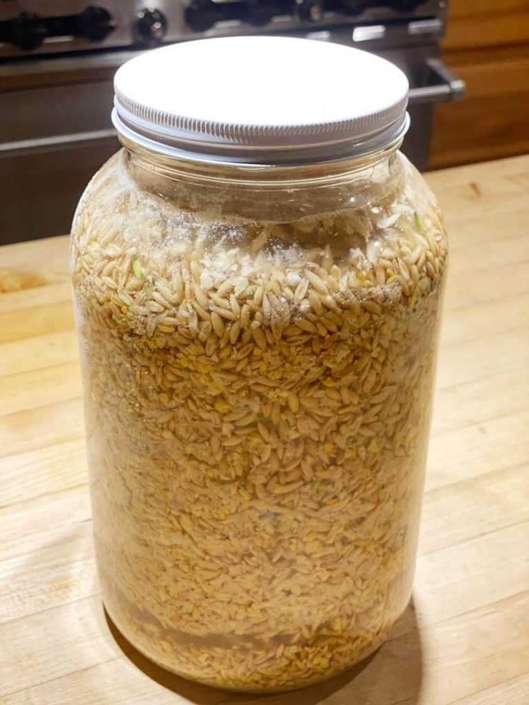 Fermented chicken feed on day three of fermentation in a gallon glass jar.