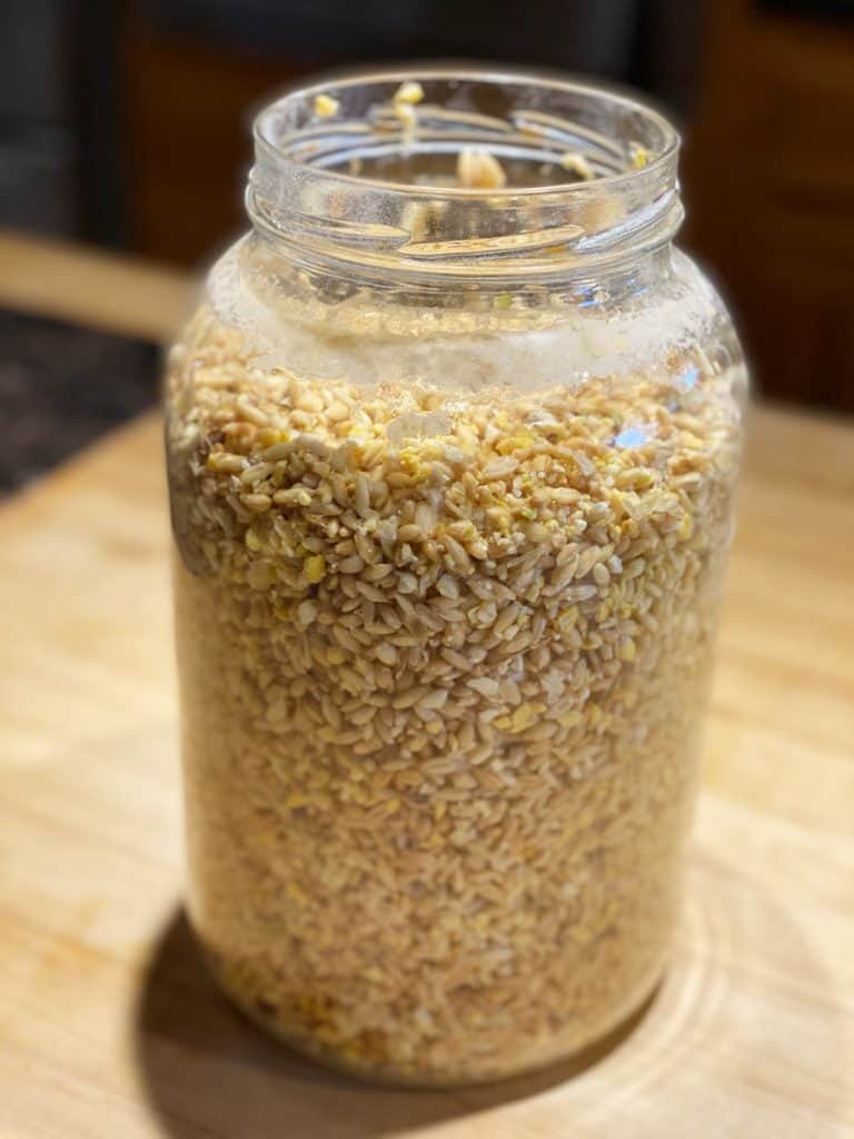 Fermented chicken feed in a gallon jar, drained of water.