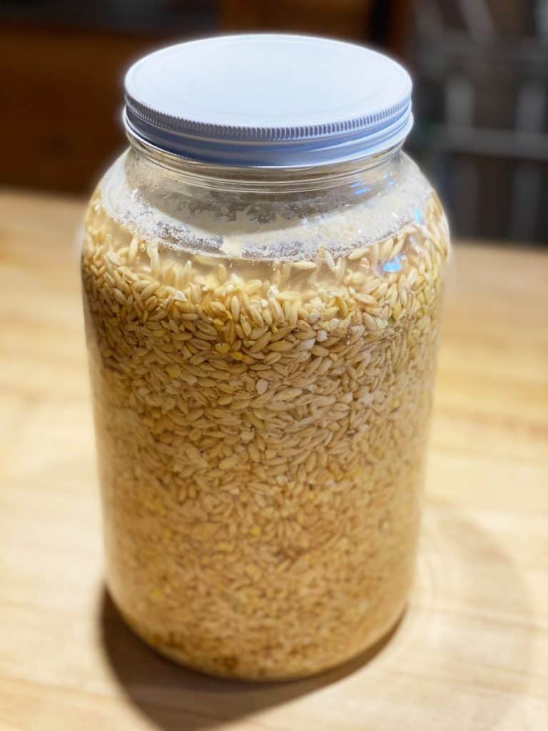Fermented chicken feed on day four of fermentation in a gallon glass jar.