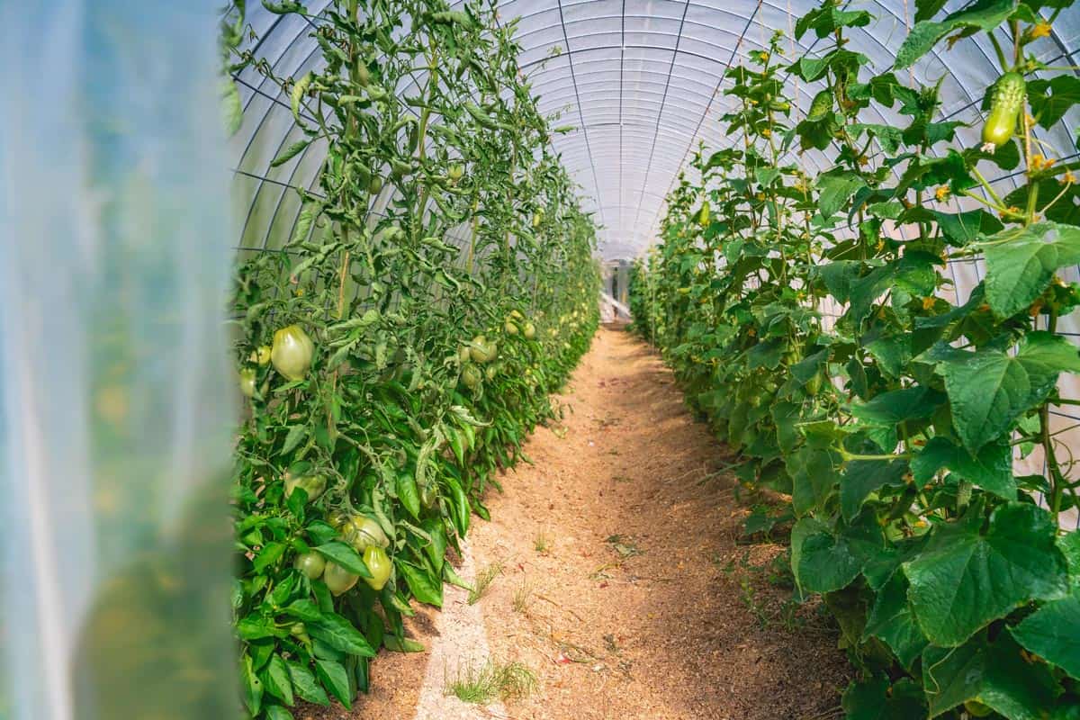 The inside view of a hoop house with tomatoes growing on one side and beans and peas on the other side.