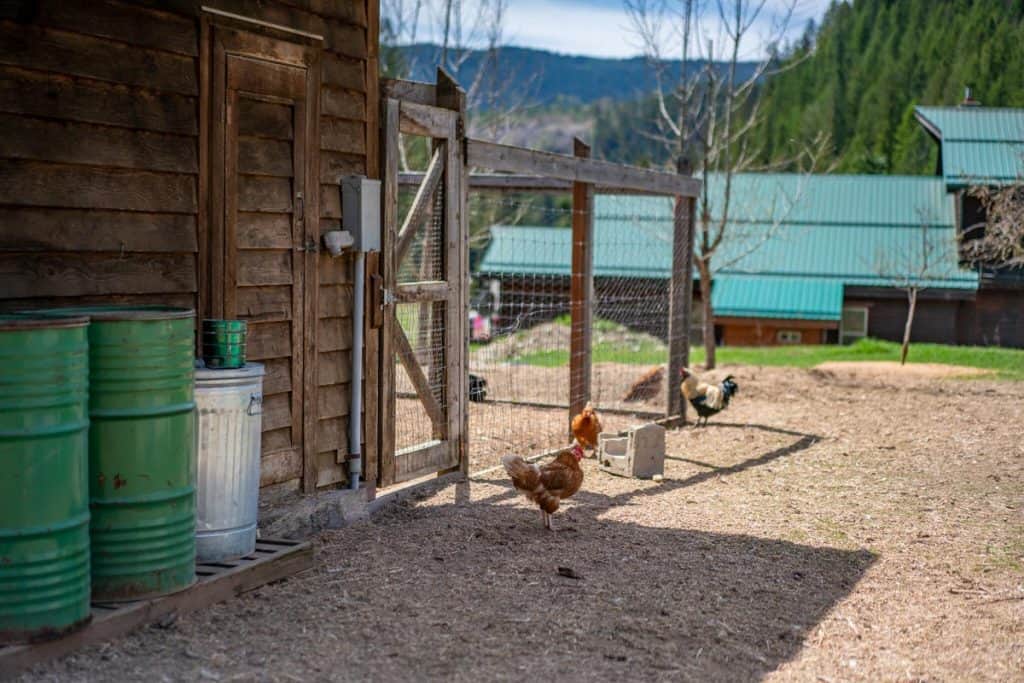 A chicken free-ranging outside of a chicken coop.
