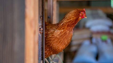 A chicken roosting on the edge of a nesting box.