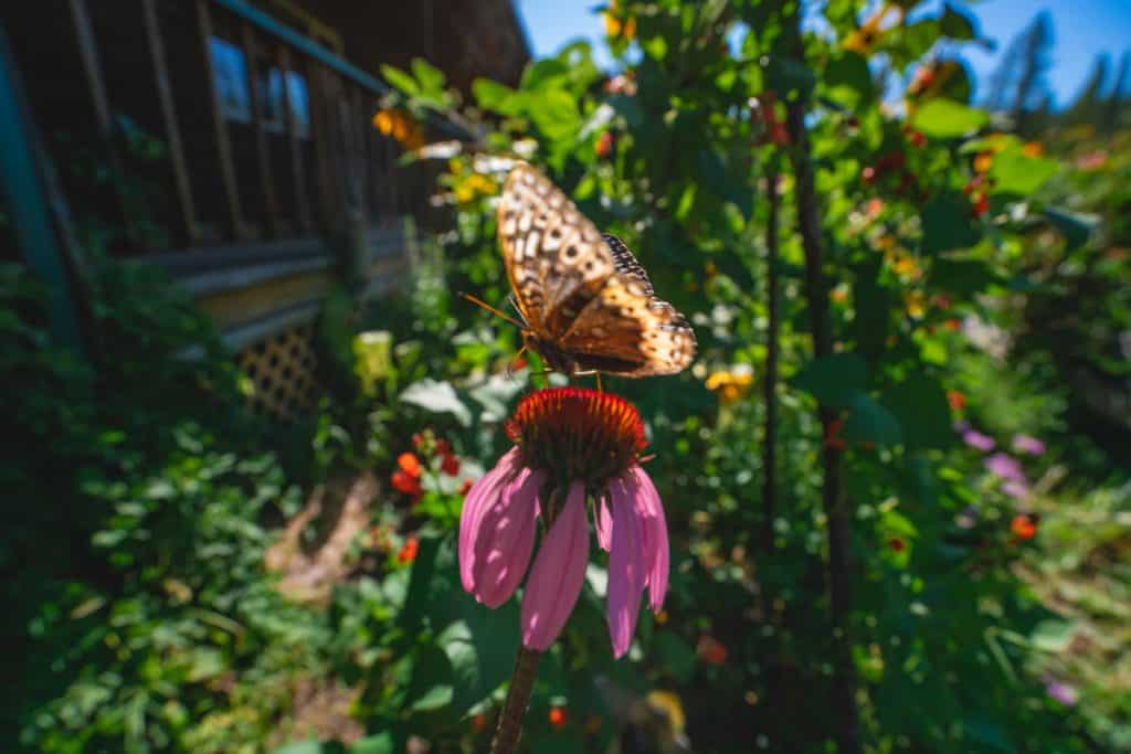 A butterfly sitting on top of a flower in a cottage garden.