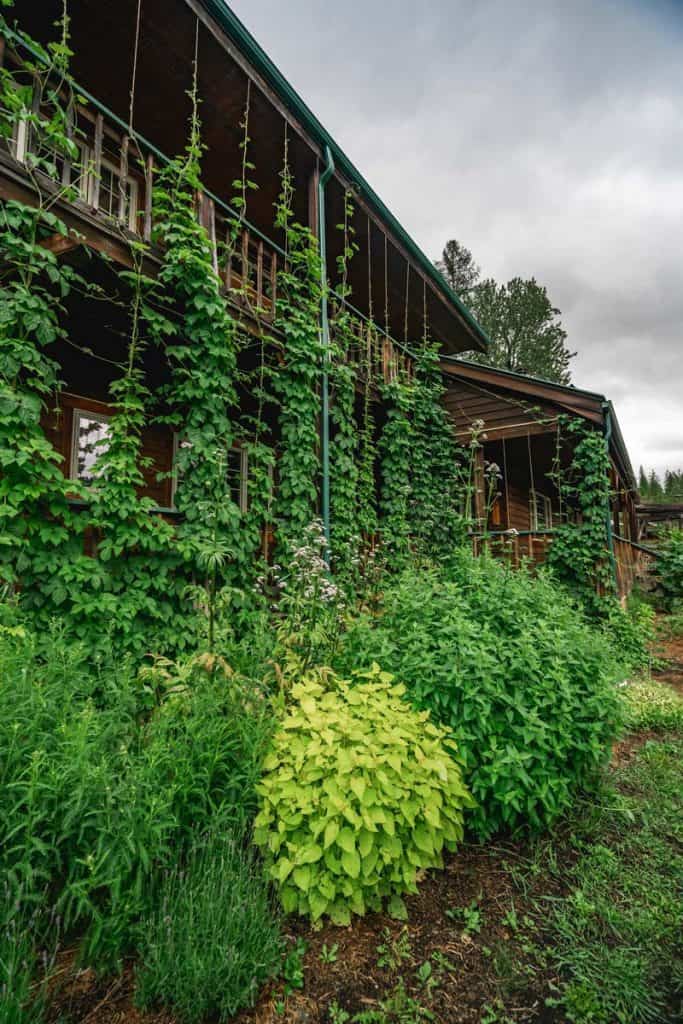 A cottage garden with hops plants growing up the side of a house.