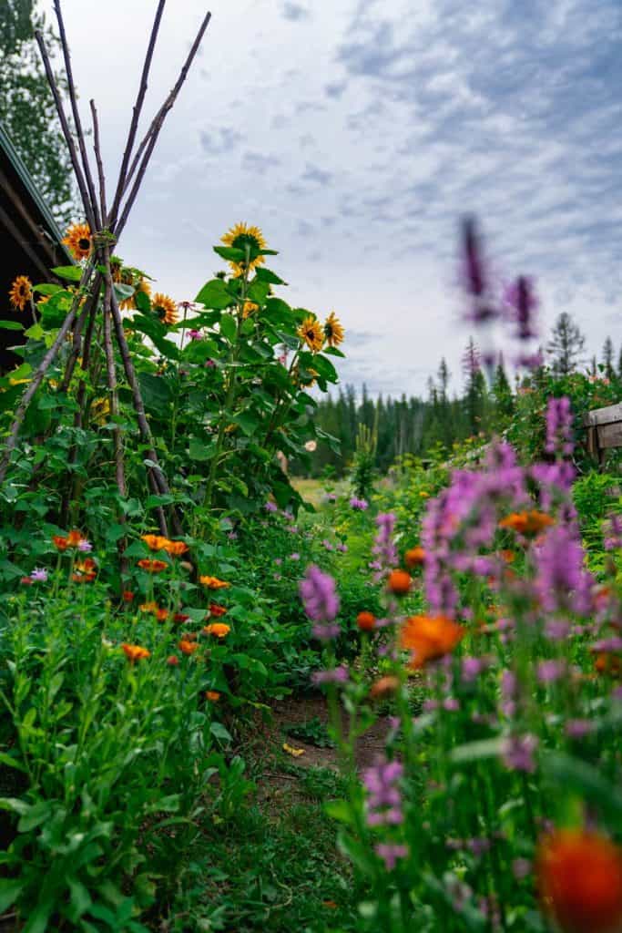 A cottage garden filled with blooming flowers and herbs.