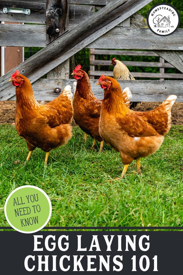 Raising Backyard Egg Laying Chickens — Homesteading Family