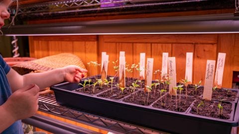 Seedlings growing indoors under grow lights.