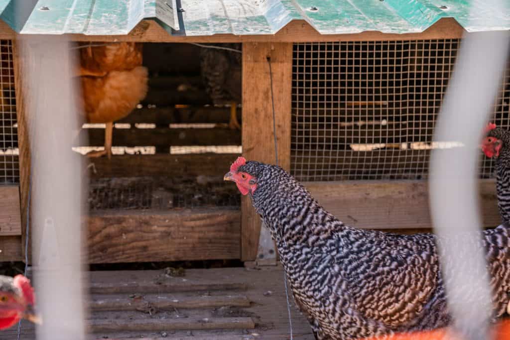 Chickens going inside a chickshaw (mobile chicken coop).