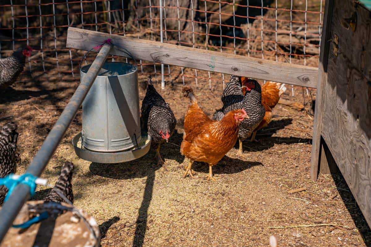 Using Chickens to Restore the Land — Homesteading Family