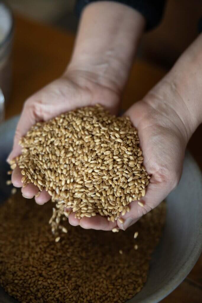 Hands full of wheat berries.