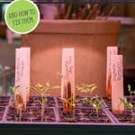 Pinterest pin for seed starting problems and how to fix them. Image of seedlings in seed starting containers under grow lights.