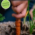 Pinterest pin for how to grow carrots from seed for maximum germination. Photo of a hand pulling a carrot out of the ground.
