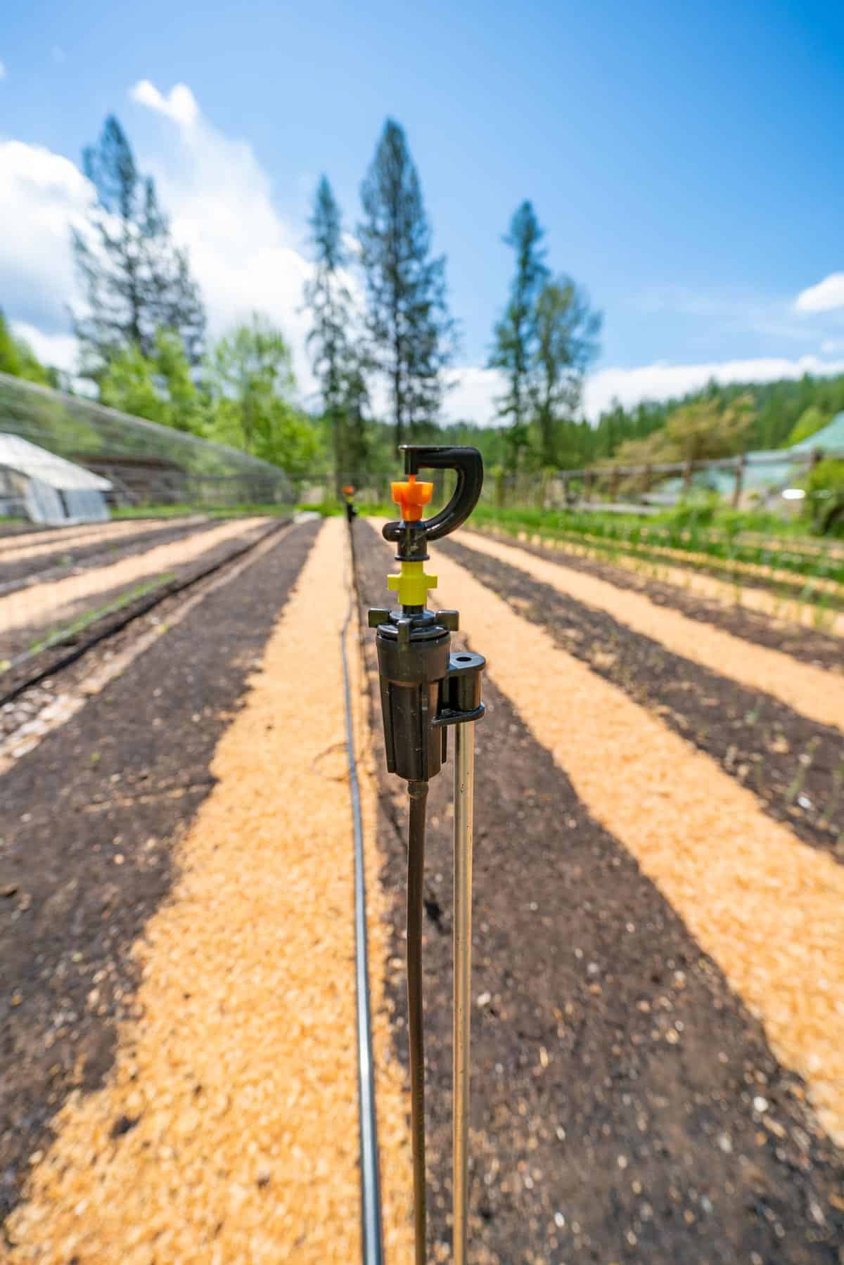 A sprinkler head on a micro-spray garden irrigation system.