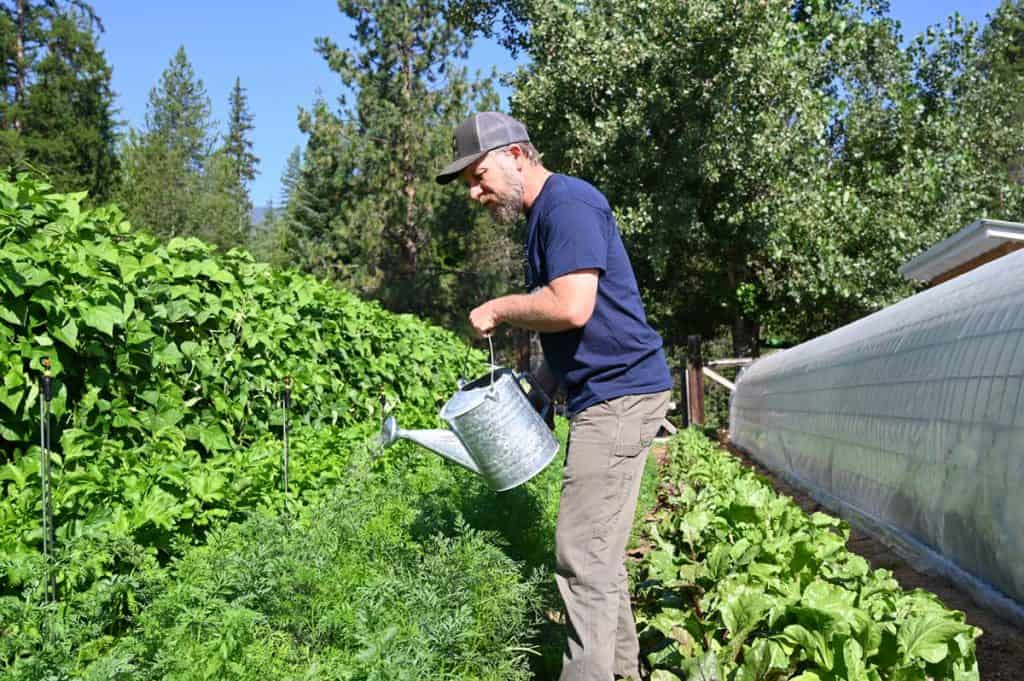 A man watering the garden with a watering can.