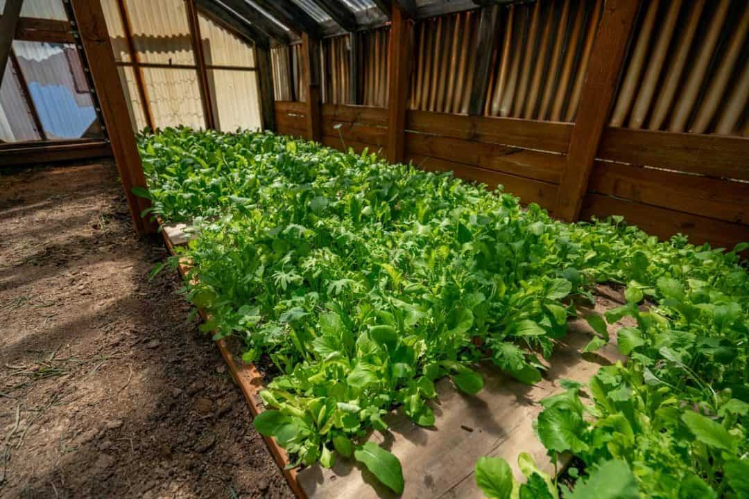 How to Heat a Greenhouse Without Electricity — Homesteading Family