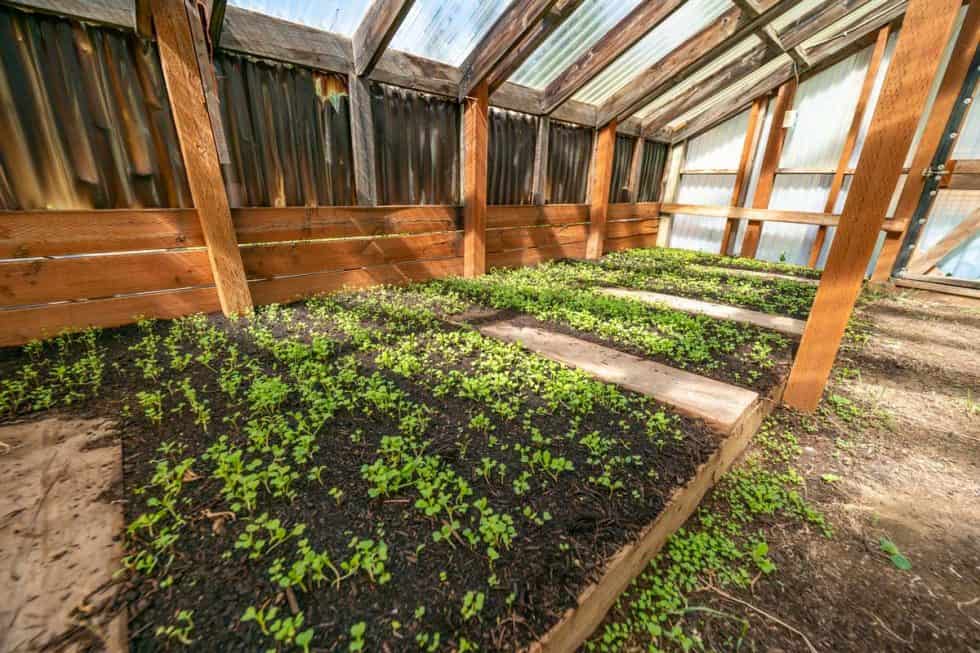 How to Heat a Greenhouse Without Electricity — Homesteading Family