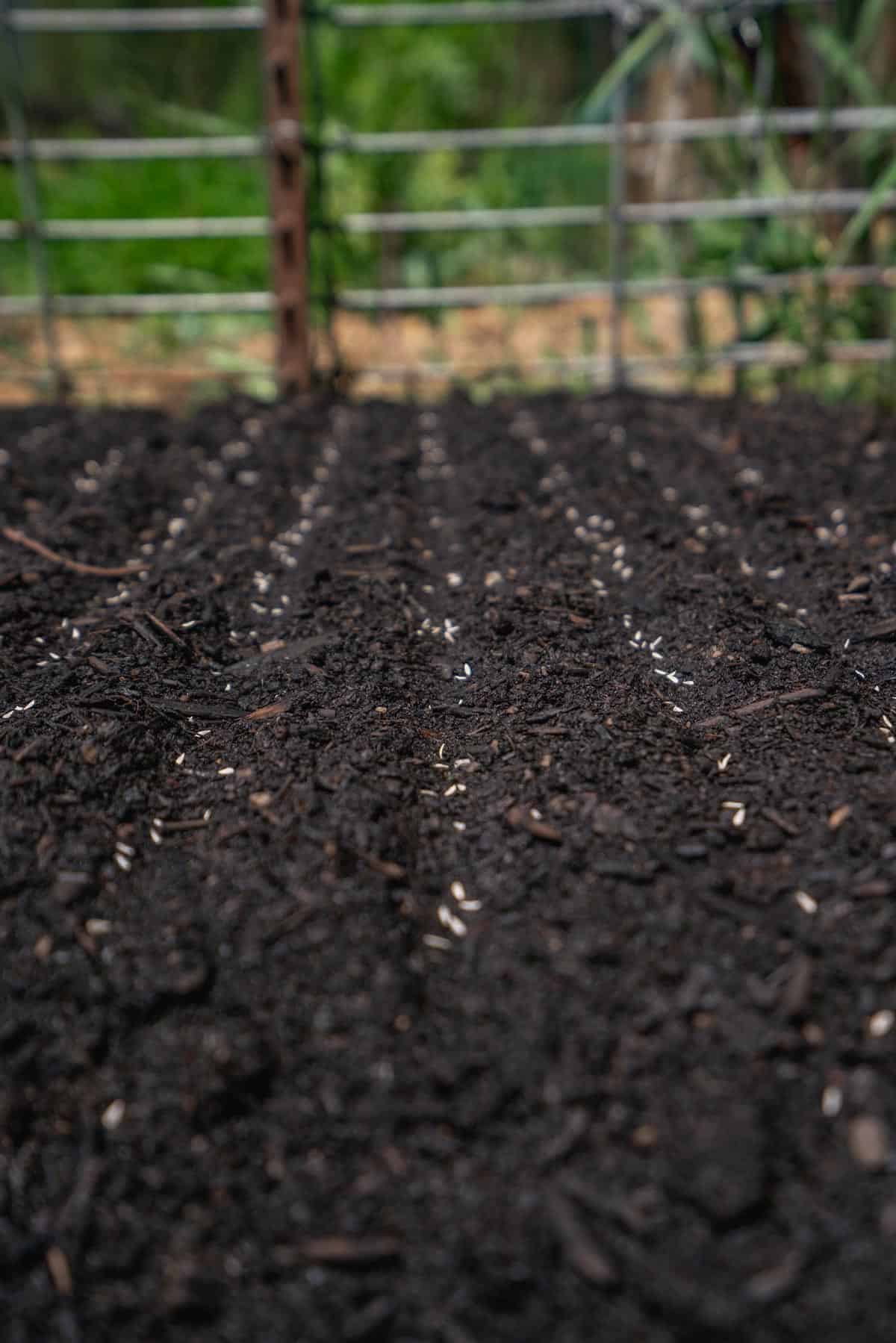 Lettuce seeds spread out in rows.