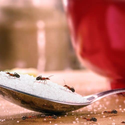 Ants crawling on a spoon of sugar.