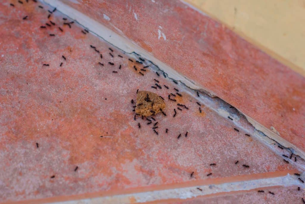 A line of ants crawling on the floor carrying away a piece of food.