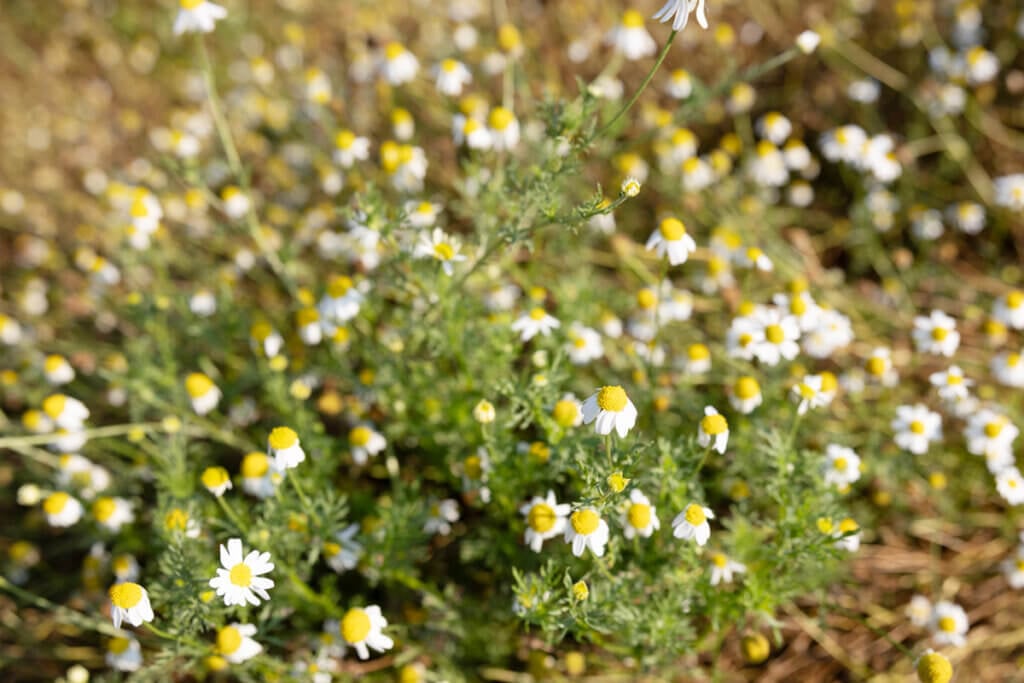 Chamomile growing in a garden.
