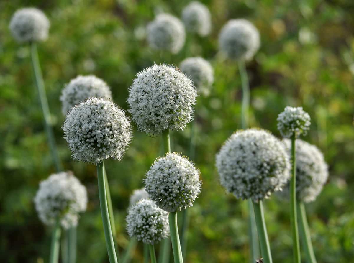 Onion blossoms growing in a garden.