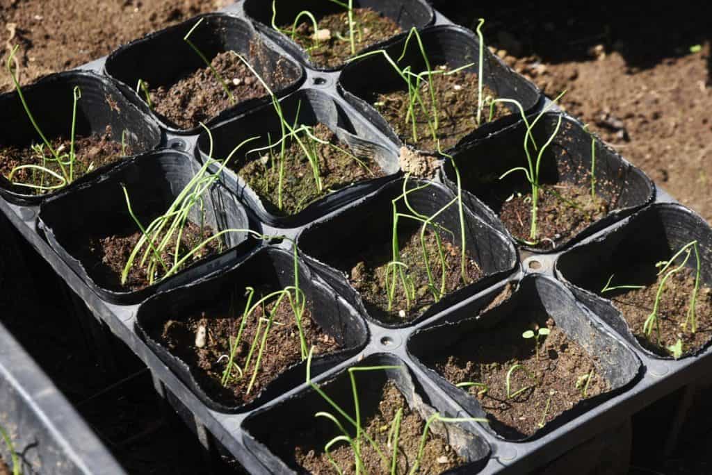 Onion seedlings growing in a seed starting container.