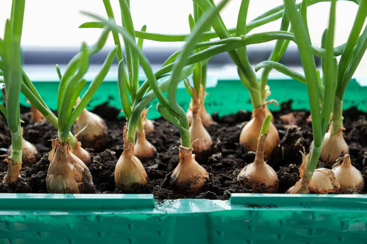 Small onion bulbs growing in a green plastic container.