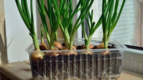 Small onions growing in a clamshell container on a windowsill.