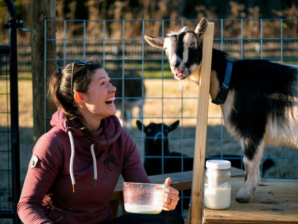 A woman sitting next to a goat in a milk stanchion. 