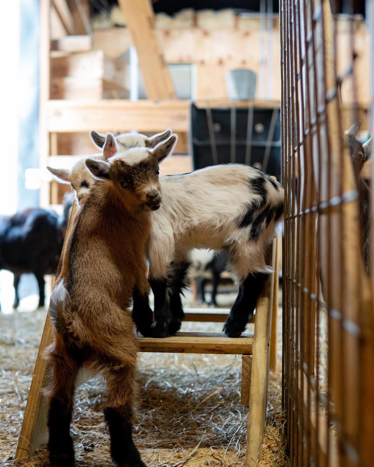 Raising Goats 101 For Dairy — Homesteading Family