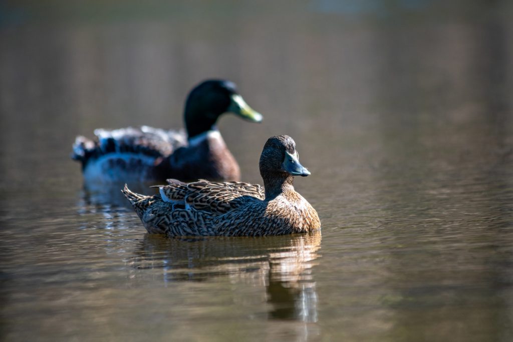 Two ducks on a pond.