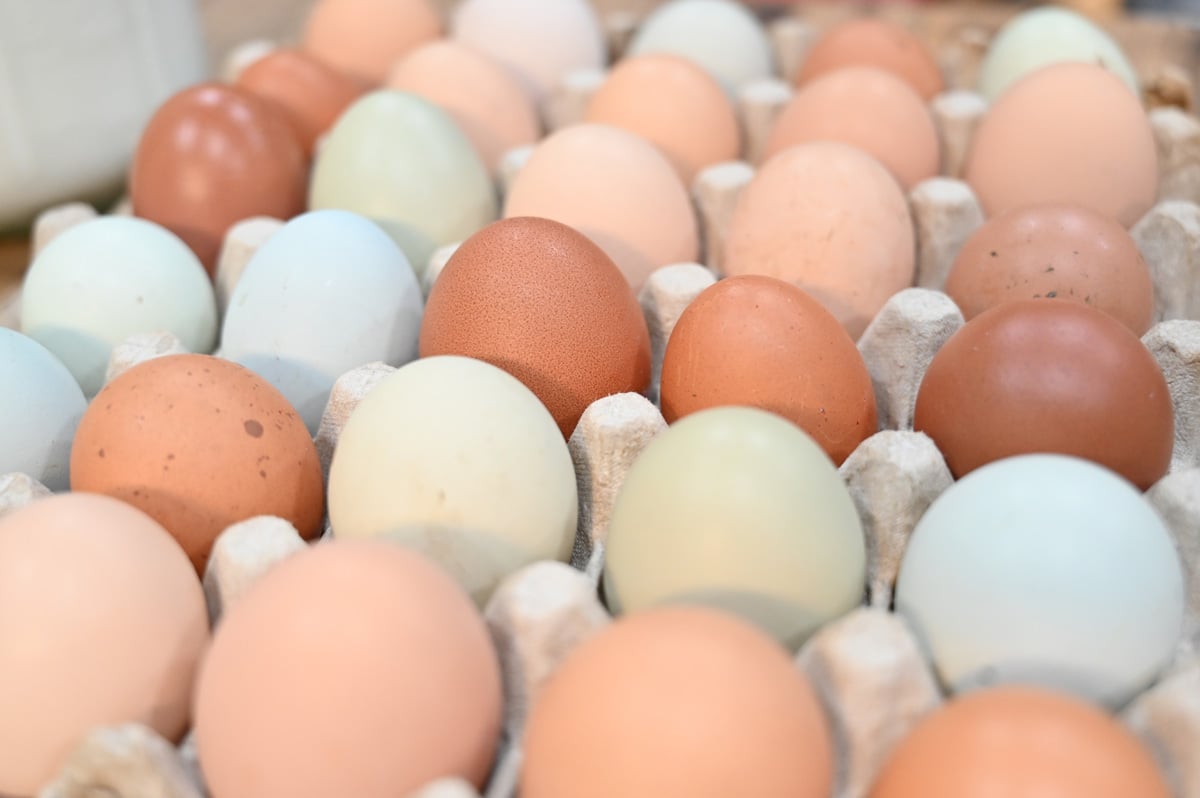 Dozens of eggs in various colors.