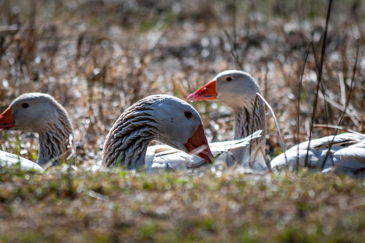 Three geese on a pond.