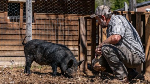 A man crouched down beside a black pig.