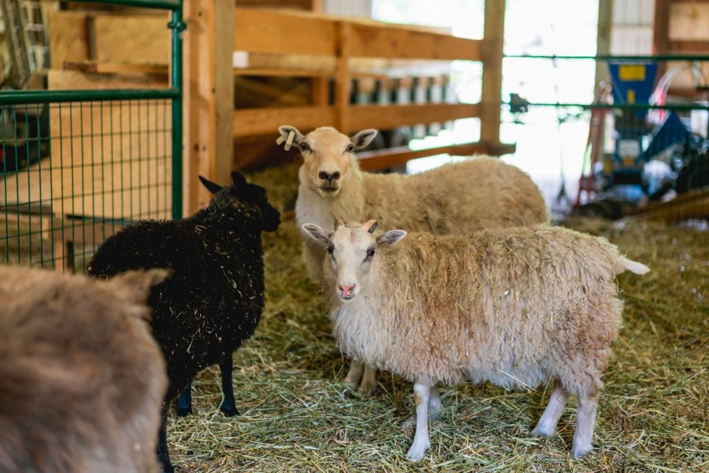 Sheep in a barn.