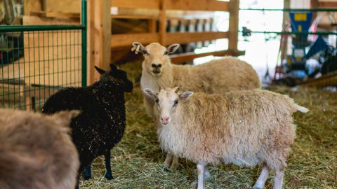 Sheep in a barn.