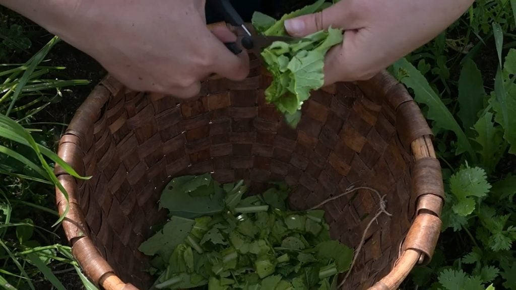 Greens being cut into a basket.