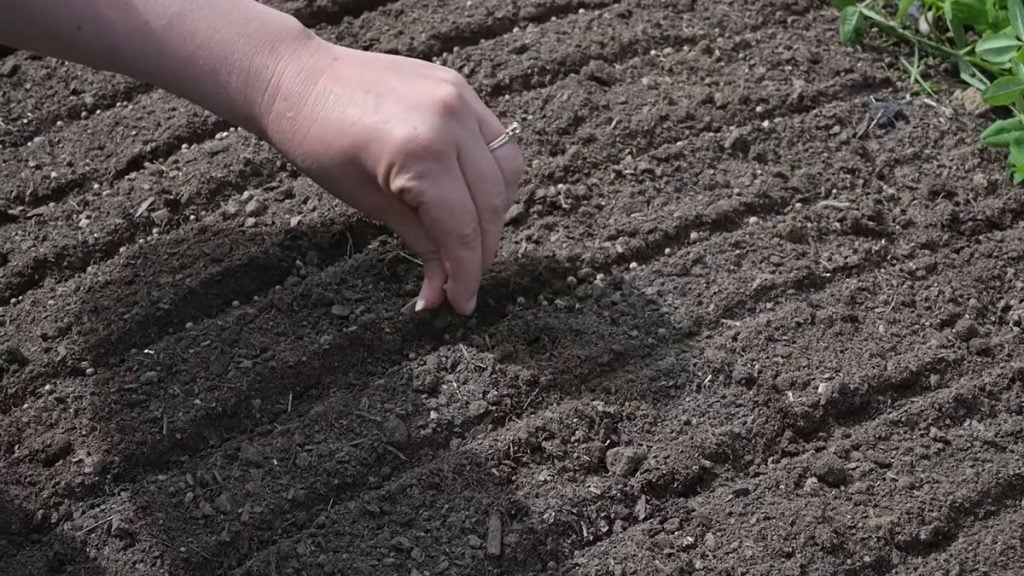 A hand planting cilantro seeds in rows.