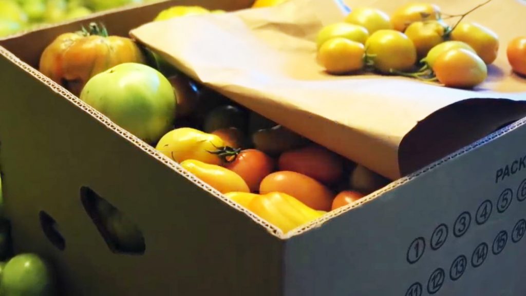 Green, yellow and red tomatoes in a box to be ripened.