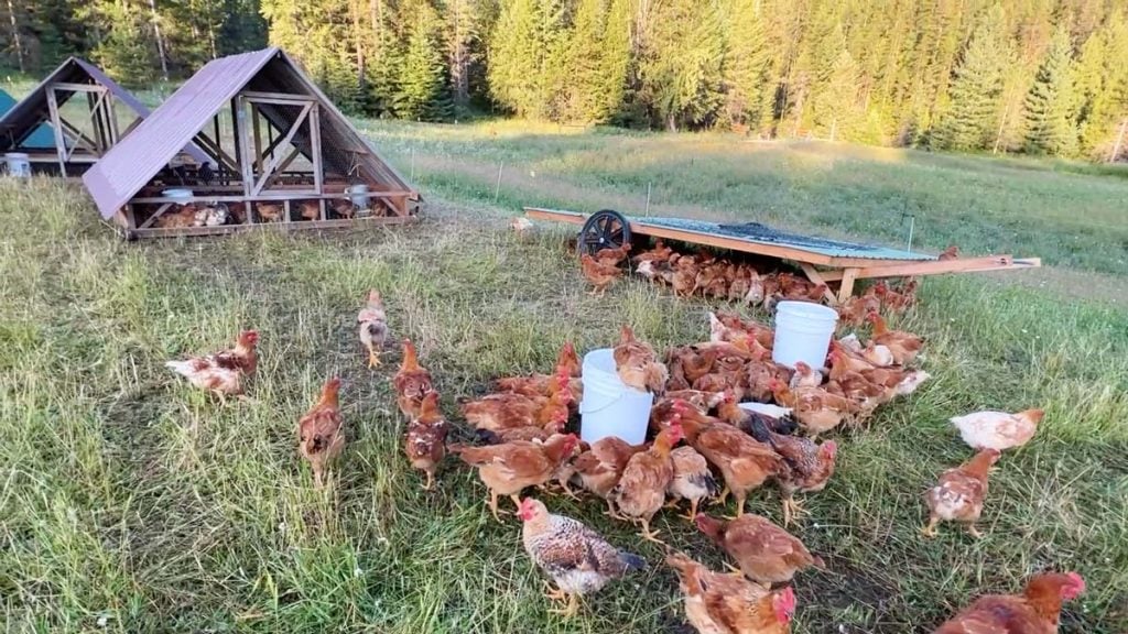 Chickens in a chicken tractor and chickshaw on pasture.