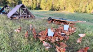 Tips for Butchering Meat — Homesteading Family