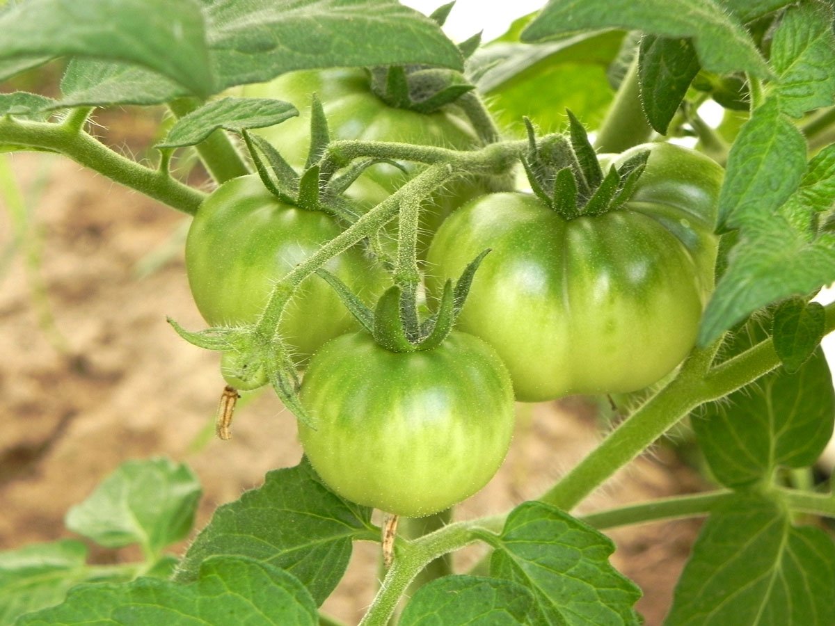 How To Ripen Green Tomatoes — Homesteading Family