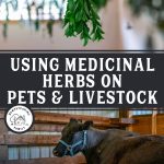 Pinterest pin on how to use medicinal herbs on animals and livestock.